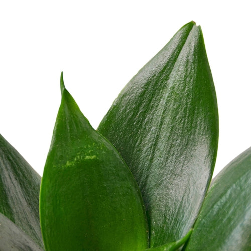 Snake Plant Jade :Low-Maintenance Air Purifier
