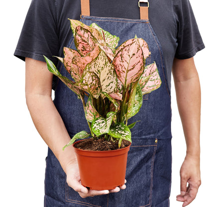 Chinese Evergreen 'Lady Valentine' - Aglaonema Plant with Pink Splashes, Easy to Grow, Indoor Houseplant