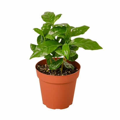 Coffea arabica (Arabian Coffee/Mountain Coffee)