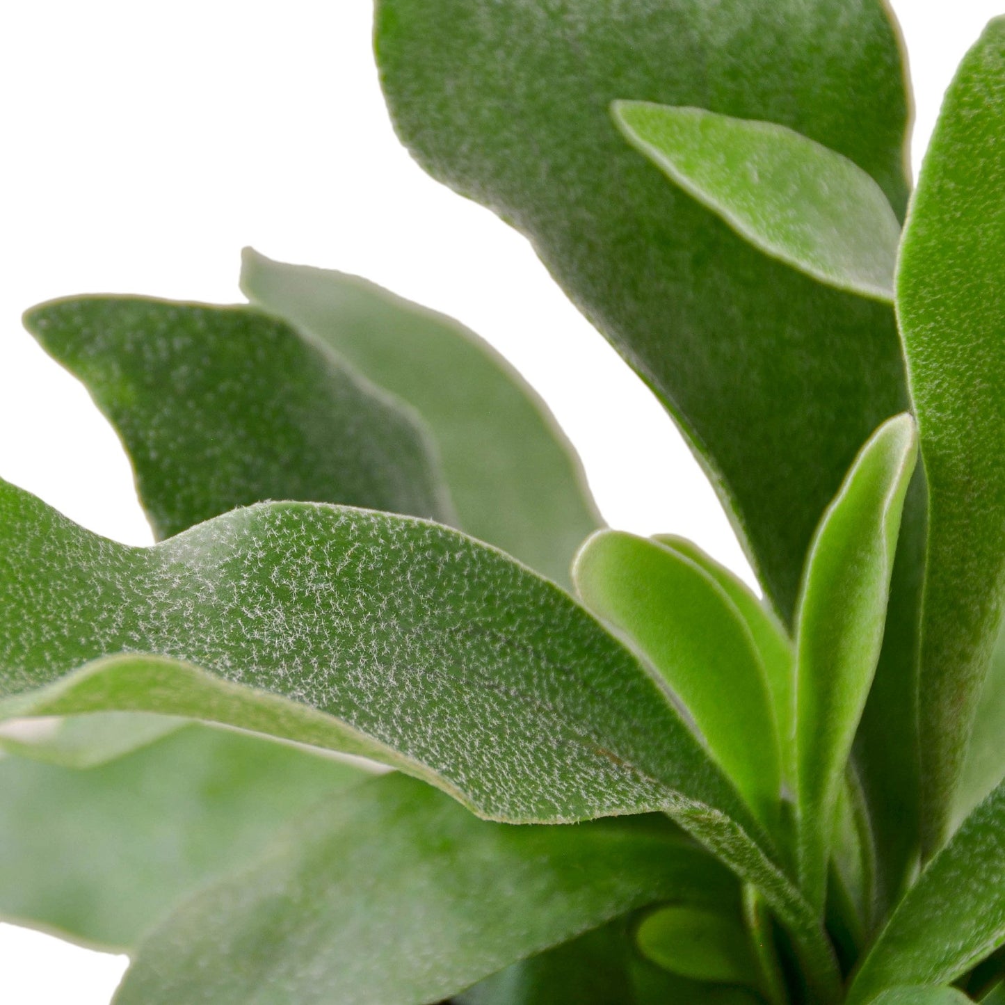 Staghorn Fern : A Sculptural Masterpiece for Your Indoor Jungle