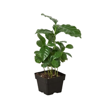 Coffea arabica (Arabian Coffee/Mountain Coffee)