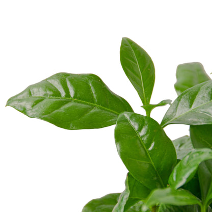Coffea arabica (Arabian Coffee/Mountain Coffee)