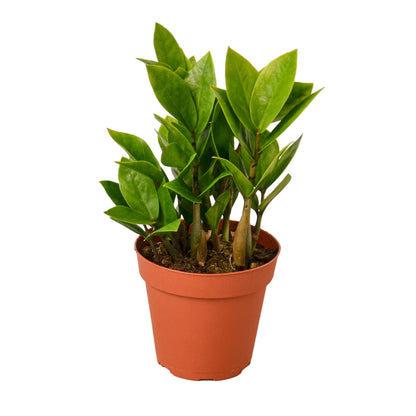 Zamioculcas zamiifolia (ZZ Plant)