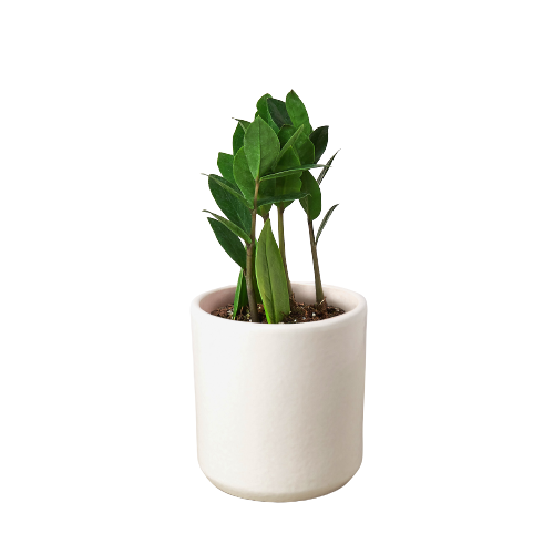 Zamioculcas zamiifolia (ZZ Plant)