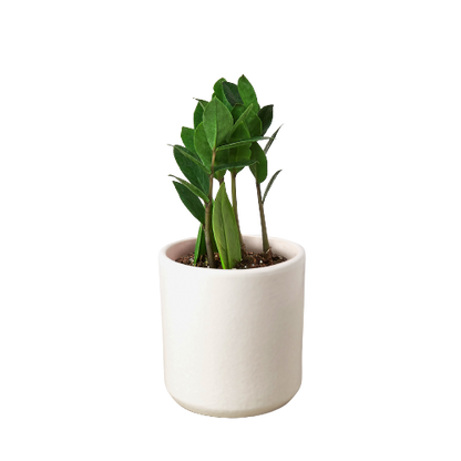 Zamioculcas zamiifolia (ZZ Plant)