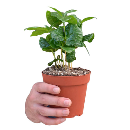 Coffea arabica (Arabian Coffee/Mountain Coffee)