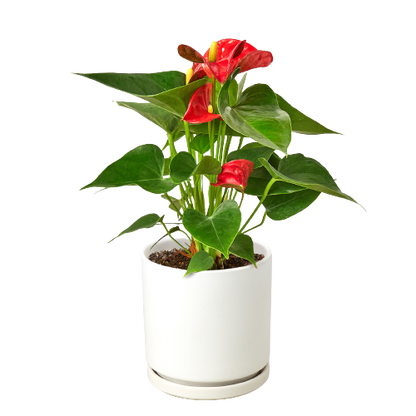 Anthurium 'Red' Plant