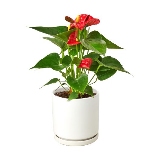 Anthurium 'Red' Plant