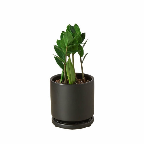 Zamioculcas zamiifolia (ZZ Plant)