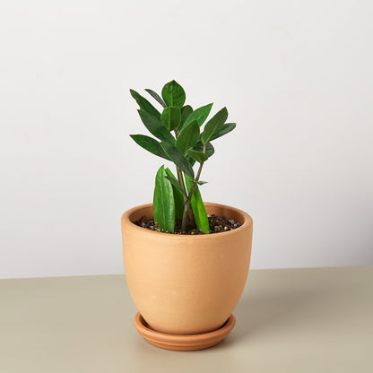 Zamioculcas zamiifolia (ZZ Plant)