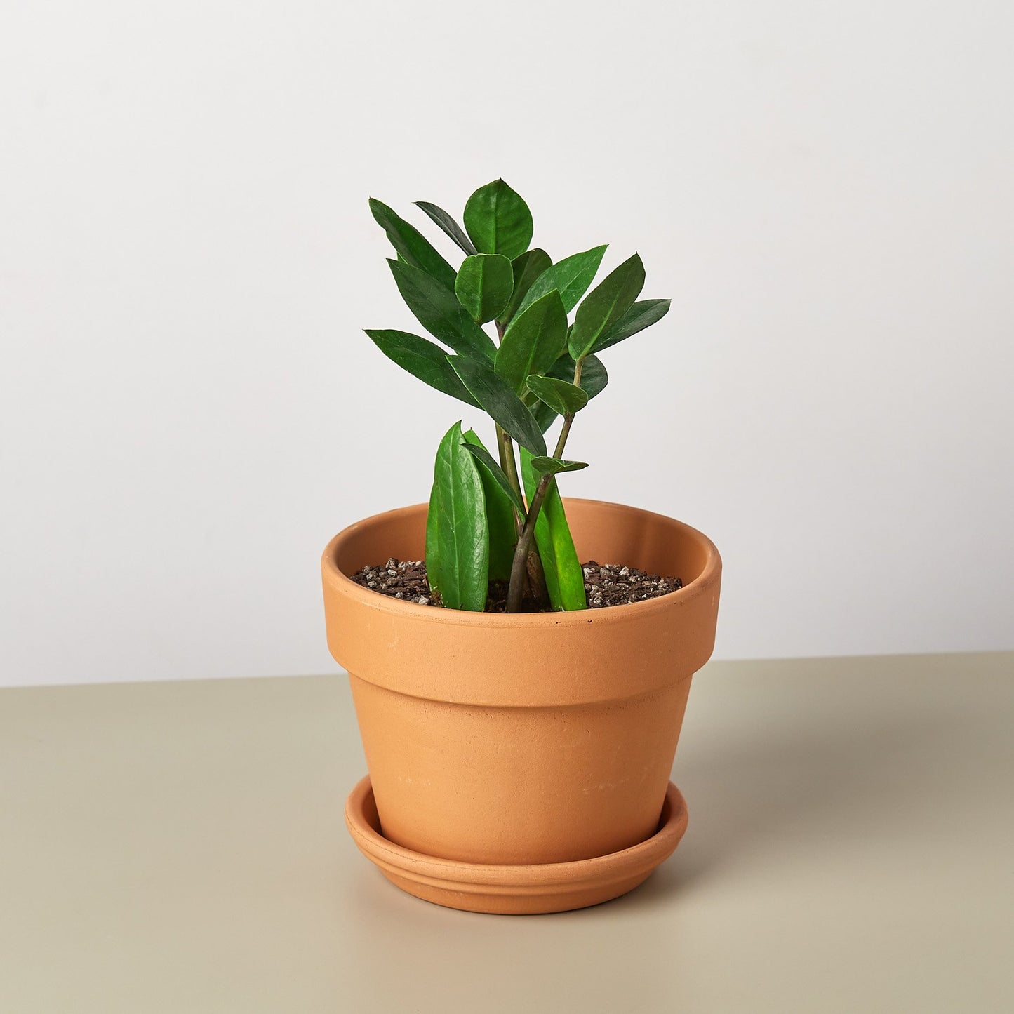 Zamioculcas zamiifolia (ZZ Plant)