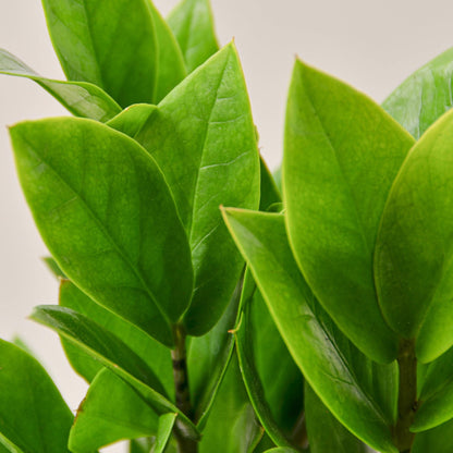 Zamioculcas zamiifolia (ZZ Plant)