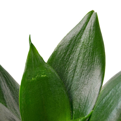 Snake Plant Jade :Low-Maintenance Air Purifier