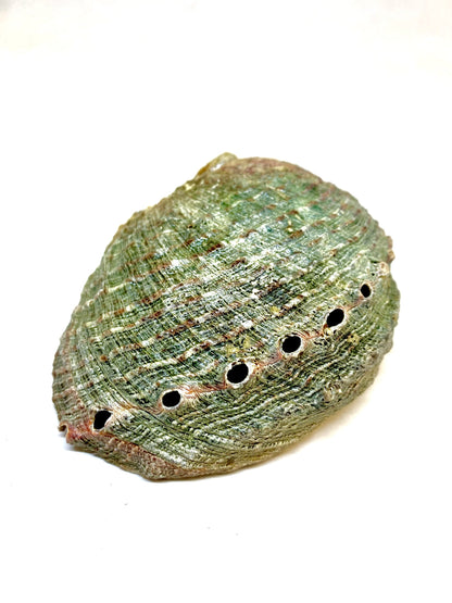 Abalone Shell Incense Holder - All-Natural, Handcrafted, 4-5 Inches Long | Perfect for Mind, Body, and Soul Cleansing